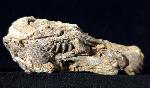 Pleurodictyum problematicum GOLDFUSS 1829 - Bild © FossNet FossilienStore